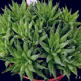 Haworthia variegata BB38.1 (available 8.5cm and 10.5cm Ø)